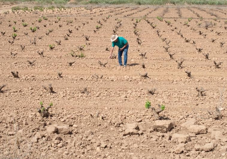 El Gobierno regional solicita a la CHS que articule riegos de socorro para «salvar» el arbolado de secano